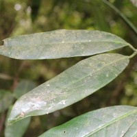 Garcinia xanthochymus Hook.f. ex T.Anderson